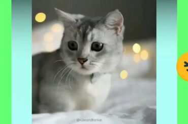 Cute Baby Cats Compilation #FBC4