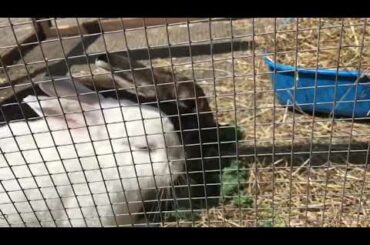 My cute bunnies eating kale!