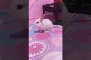 Baby Bunny