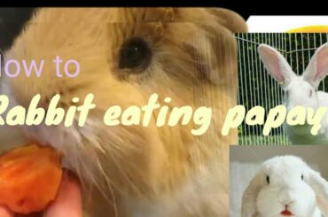 How to rabbits eating papaya? // cute rabbits // bunny rabbits 😍😍