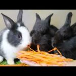 #Cute rabbit Eating carrot 🐰🐰
