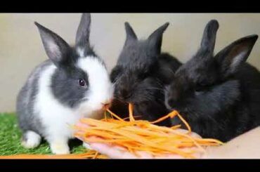 #Cute rabbit Eating carrot 🐰🐰