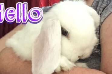 🐰 Rabbit Eating His Greens #cute#bunny#