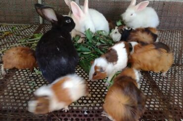 Rabbits Eating Vegetables / Funny and Cute Baby Bunny Rabbit Videos / Baby Animal Videos Compilation