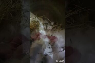 My Rabbit's Give Birth to four  babies soo cute Rabbit's 🐇🐇🐇🐇