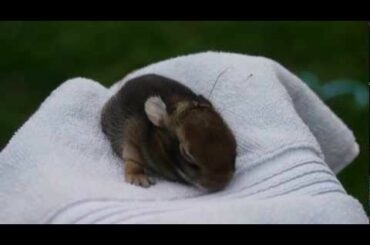 Saving Baby Bunnies!
