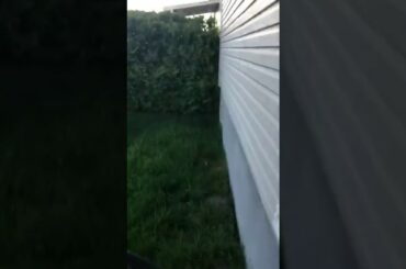 Baby Rabbits - Part 3 🐇