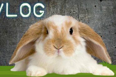 Cute Bunny :) (Deadly Vlogs)