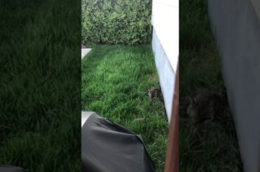 Baby Rabbits - Part 1 🐇