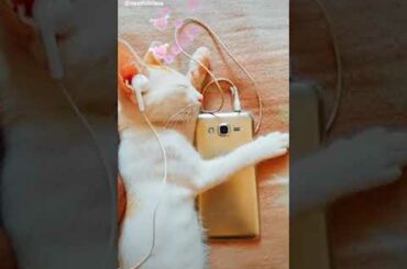 Cute Bunny WhatsApp status(1)