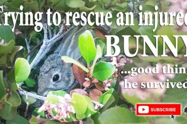 Injured baby rabbit hit by a car....thank he  survived