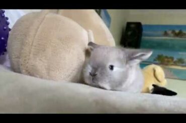cute baby bunnies having a great time in the bedroom! | 3 weeks old