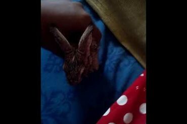 Cute rabbit my bunny🐰🐰🐇 new baby of  miss guana