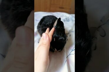 Bunny Raptor baby boy kissing hand