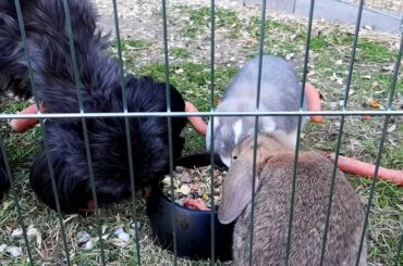 Dog thinks he´s a Bunny [Very Funny]