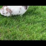 Cute Bunny Playtime!