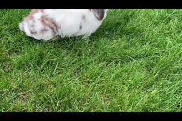 Cute Bunny Playtime!