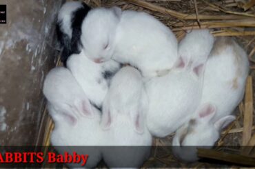 Rabbits Baby | Sleeping Rabbits Baby | Cute Rabbits Baby