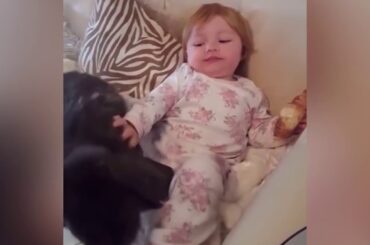 Funny Baby and Rabbits Playing Together   Cute Baby Videos