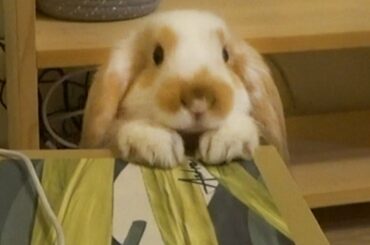 cute lop bunny rabbit stands up
