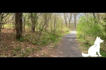 Bunny Rabbit Baby and Dog