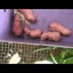 Baby bunny delivery season ❤️