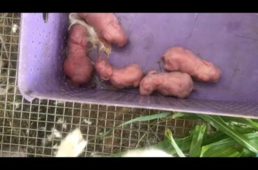Baby bunny delivery season ❤️