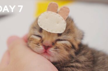 Day 7 | Kittens with Bunny Ears | Day 1 to Day 100 Kittens Grow Up Vlog