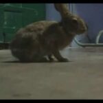 Cute Rabbit Funny Playing video