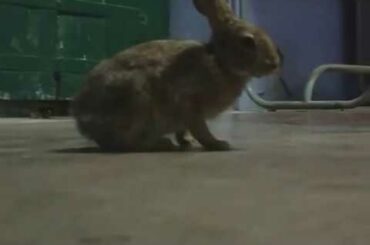 Cute Rabbit Funny Playing video
