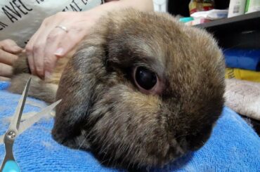 Tokki Club Cute Rabbit Video #19 - Basic Rabbit Grooming