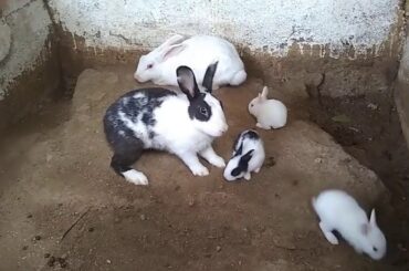 rabbit baby move big cag