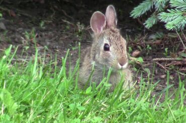 Cute Rabbit Surprise!