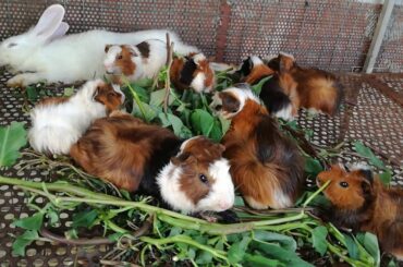 Cute Baby  Rabbit Eating / Funny Baby Bunny Rabbit Videos / Cute Rabbits Compilation 2020 / rabbit