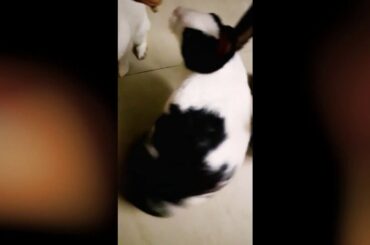 Funny and Cute Baby Bunny Rabbit Videos | Cutie Paws