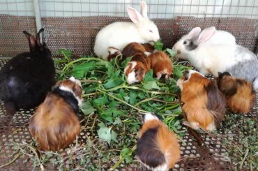 Baby Rabbit Eating / Funny Baby Bunny Rabbit Videos Compilation / Cute Rabbits / Cute Pet Rabbits