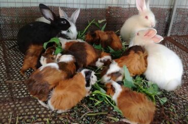 Funny Baby Rabbit Videos / Cute Baby Rabbits / Funny Bunny Baby Videos / Cute Bunnies Video / Rabbit