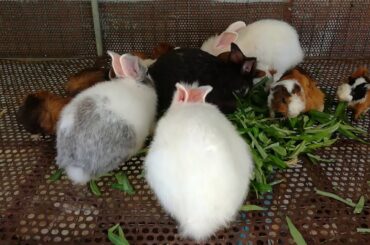 Funny and Cute Baby Bunny Rabbit Videos | Funny Rabbit Videos Compilation 2020 | Funny Pet Videos