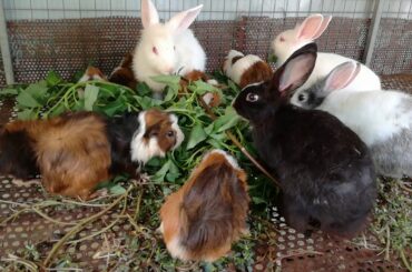 Rabbit Eating Vegetables / Funny Baby Rabbit Videos / Cute Baby Rabbits / Funny Bunny Baby Videos