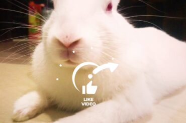 The Cutest Baby Bunny Rabbit EVER | Monu Baccha