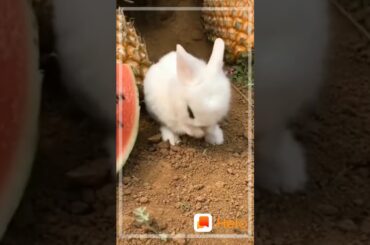 The cute rabbit baby eating fruits