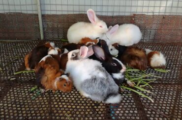 Cute Rabbit Eating / Funny and Cute Baby Bunny Rabbit Videos / Baby Animal Video Compilation 2020