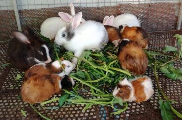 Cute Baby Rabbit Eating Vegetables / Funny Baby Bunny Rabbit Videos / Cute Rabbits Compilation 2020