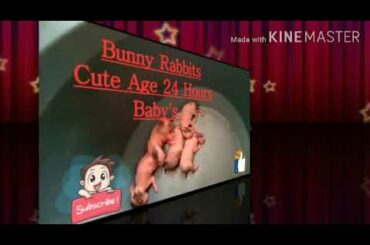 Bunny Rabbits Cute Age 24 Hours Baby's