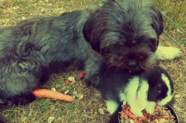 Baby Bunny becomes best friends with Dog