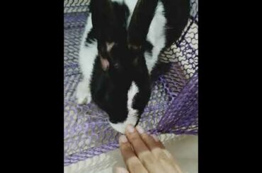 Mutual caring between rabbit and human    |    #bunny #cute