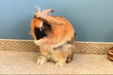 💛 Rabbit washing face 😇🐰❣️
