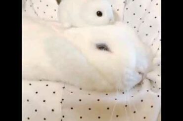 Cutest 😍 | rabbits | bunnies 🥰😘