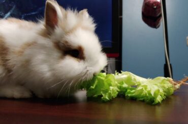 cute rabbit eating salad food