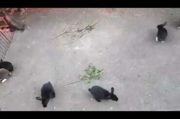 Cute baby rabbit’s